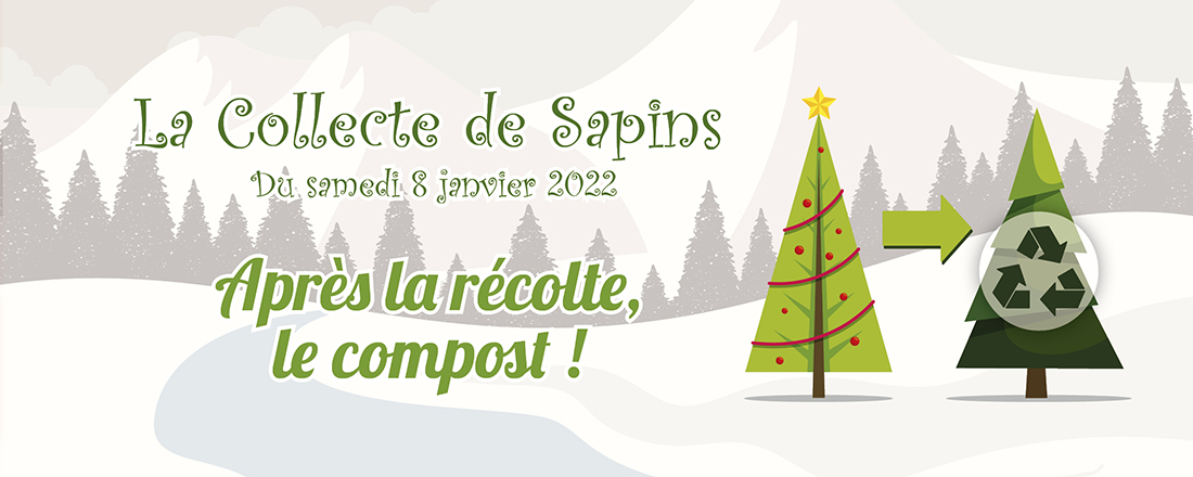 You are currently viewing Mon beau sapin : après la récolte, le compost !