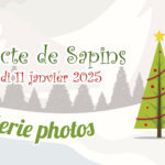 Mon beau sapin 2025 en images : après les fêtes, le compost !